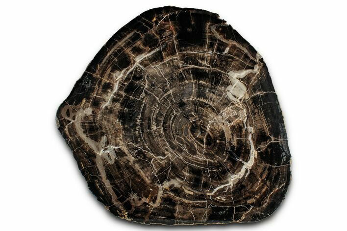 Polished Petrified Wood (Araucarioxylon) Round - Utah #358853